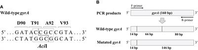 Molecular detection of fluoroquinolone-resistant Neisseria meningitidis by using mismatched PCR-restriction fragment length polymorphism technique